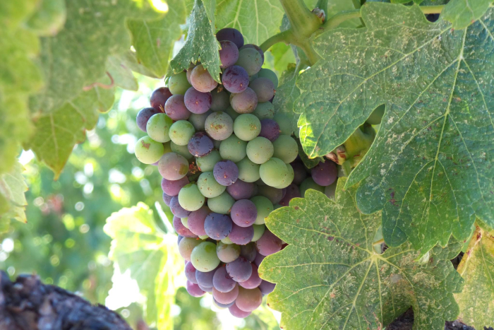 19944260_10155116174572415_3635325097682258526_o