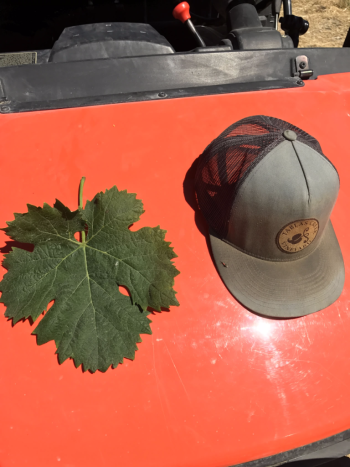 Jordy Vermentino Leaf