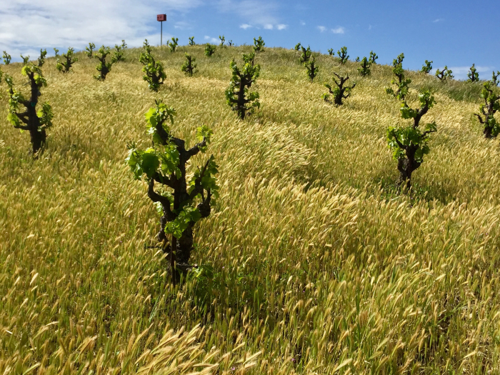 Scruffy Hill April 2017 2