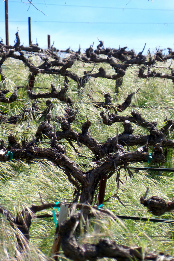 Budbreak 2017_counoise