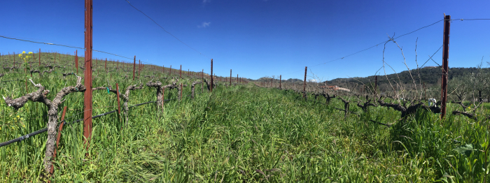 Pruned Unpruned Panorama