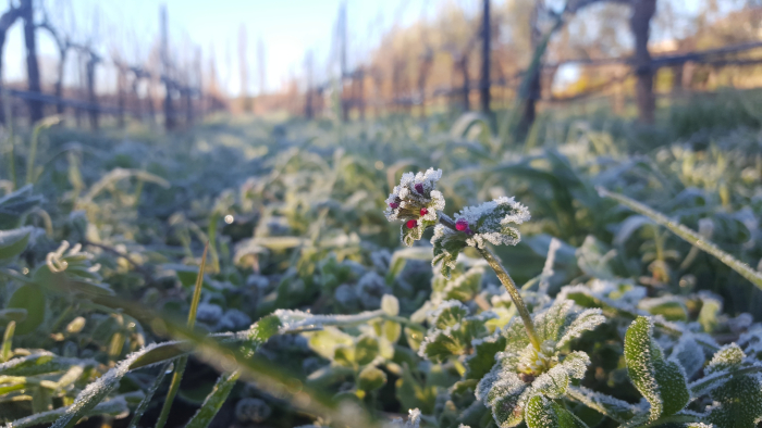 Frost on cover crop flower