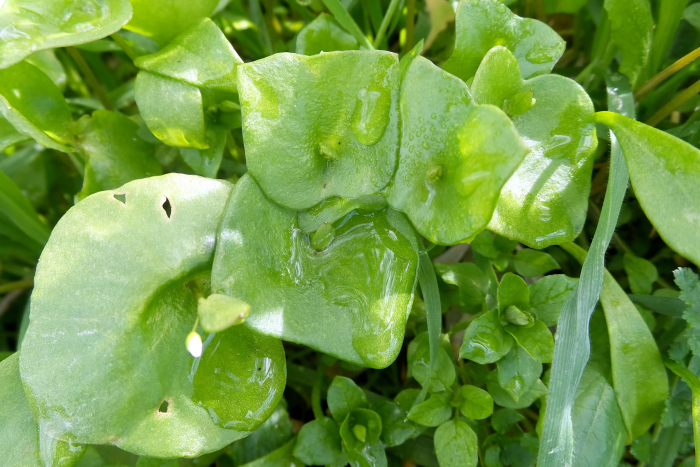 Miners lettuce