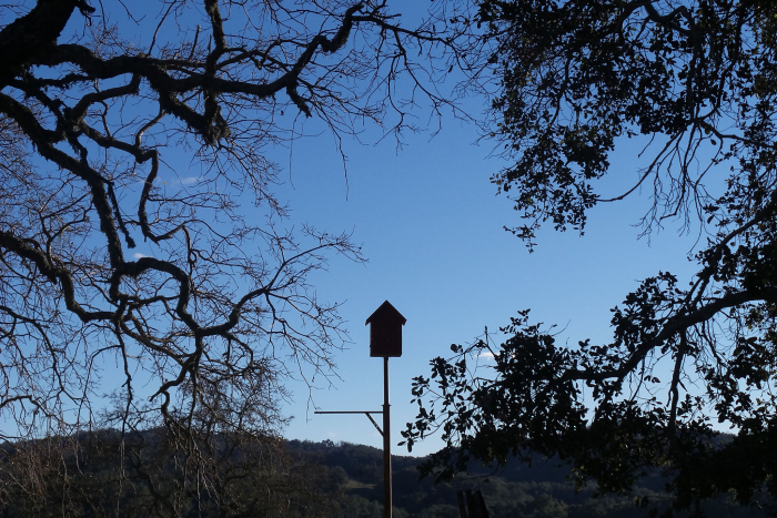 Owl box and oak trees