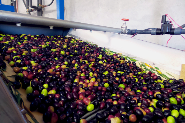 Olives Rolling