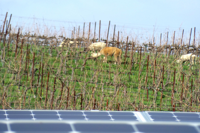 Animals behind solar