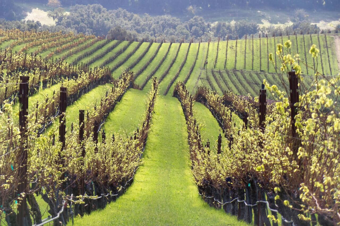 Green Hillsides Moving Sun