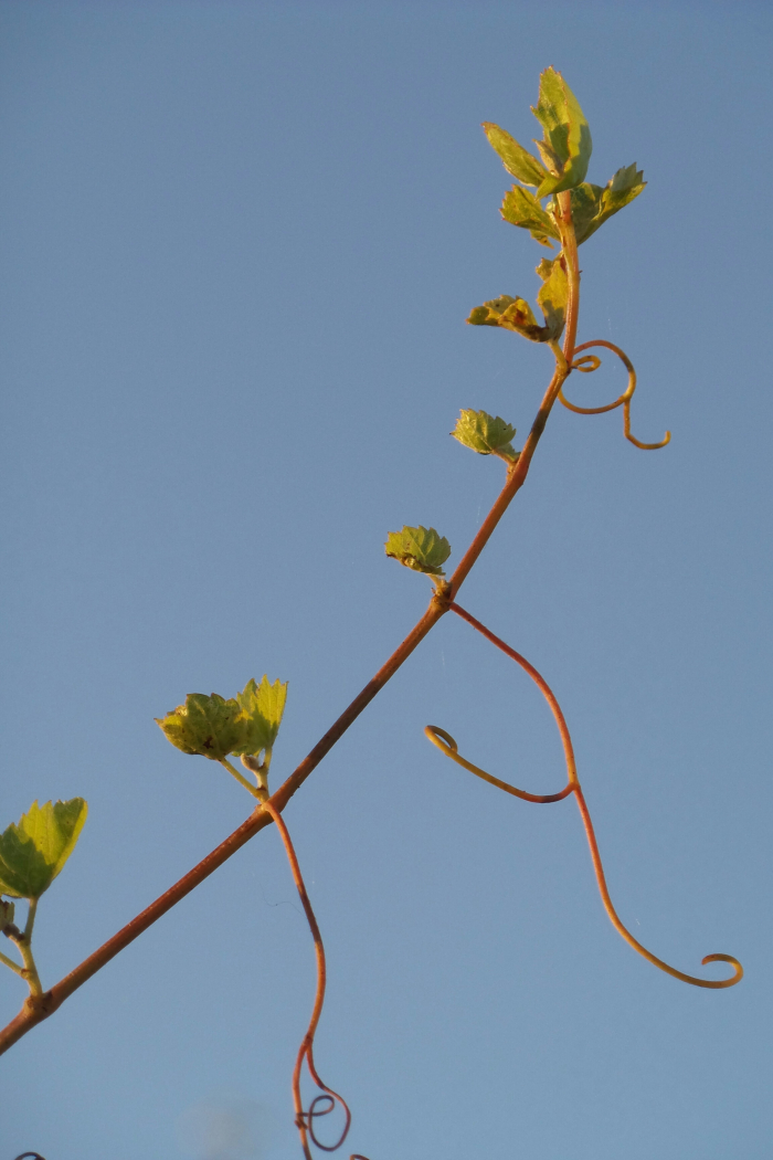 New Fall Growth in Mourvedre