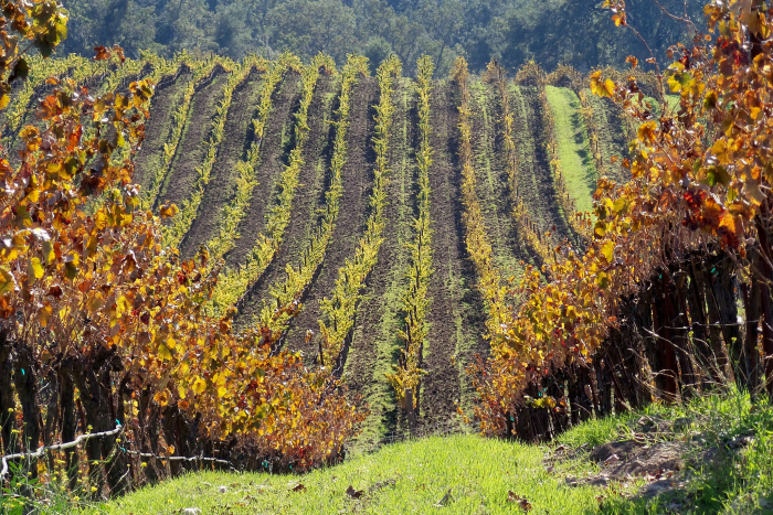 Nov 2016 Foliage + Cover Crop growth