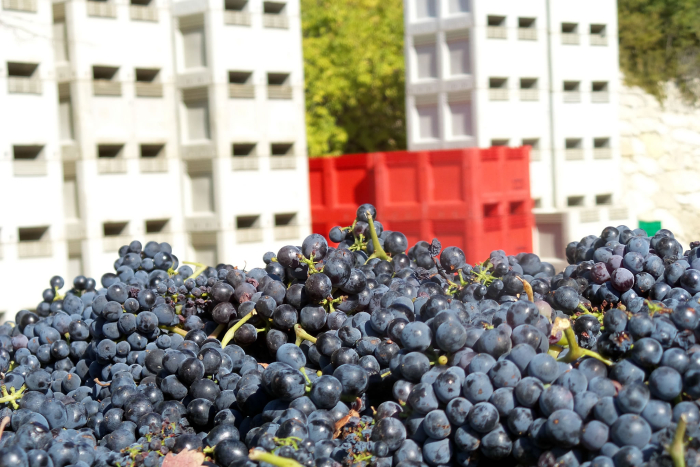Grenache bins in front of empty bins