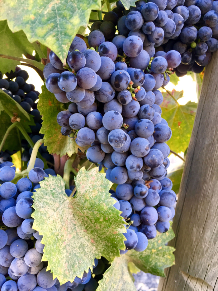 Mourvedre on Vine Sept 2016