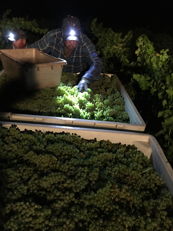 JL_harvest2016_santos