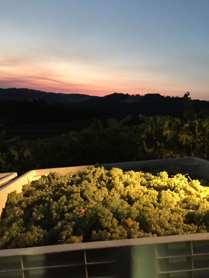 JL_harvest2016_sunrise