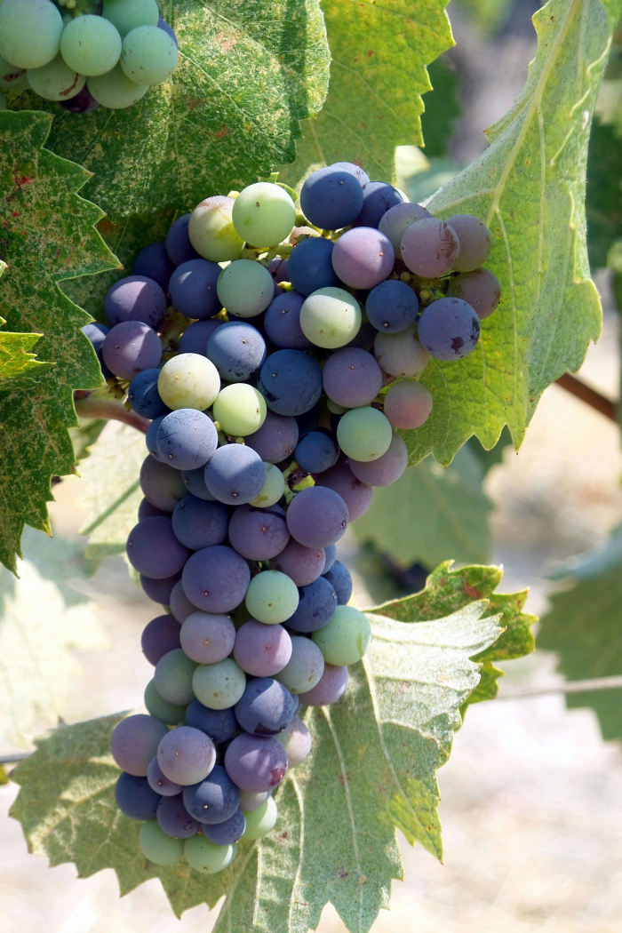 Veraison_2016_mourvedre