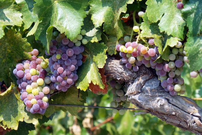 Veraison_2016_grenache