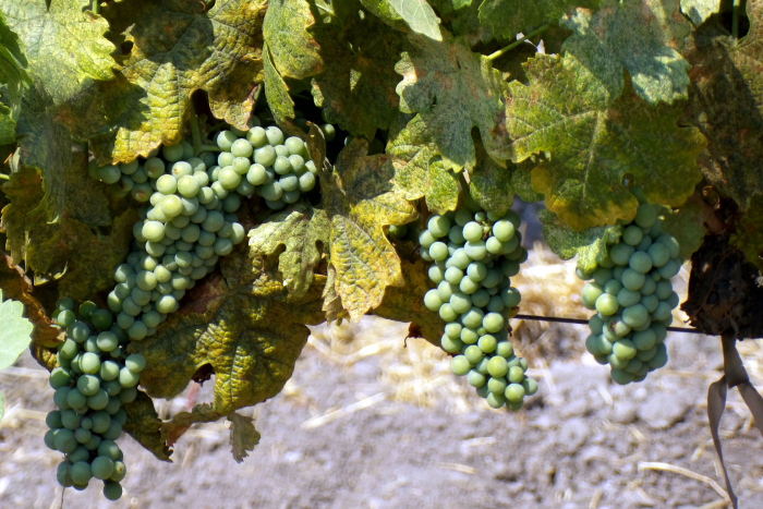 Veraison_2016_roussanne