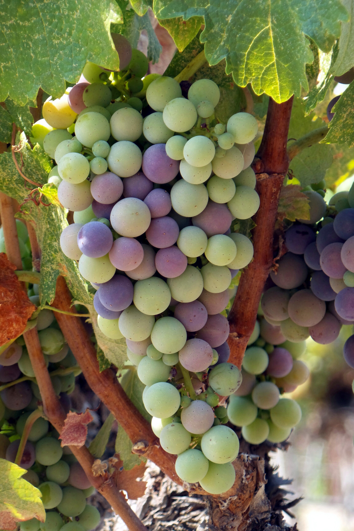 Veraison_2016_counoise