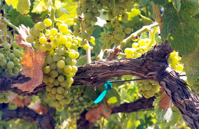 Veraison_2016_viognier