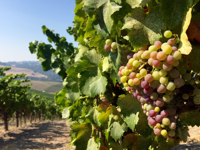 Veraison 2016 Grenache 3
