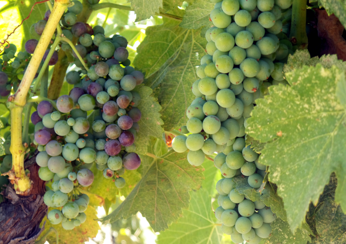 Veraison 2016_2