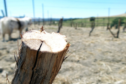 Step 2 clean off bark