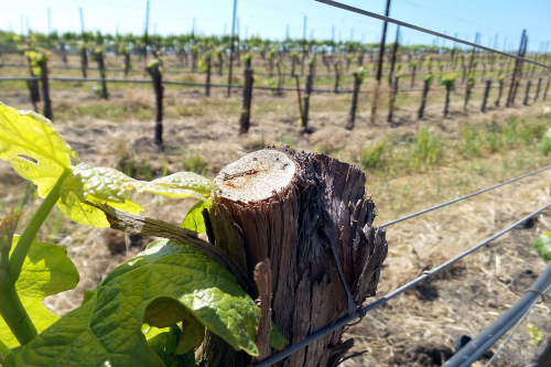 Step 1 saw off cordons