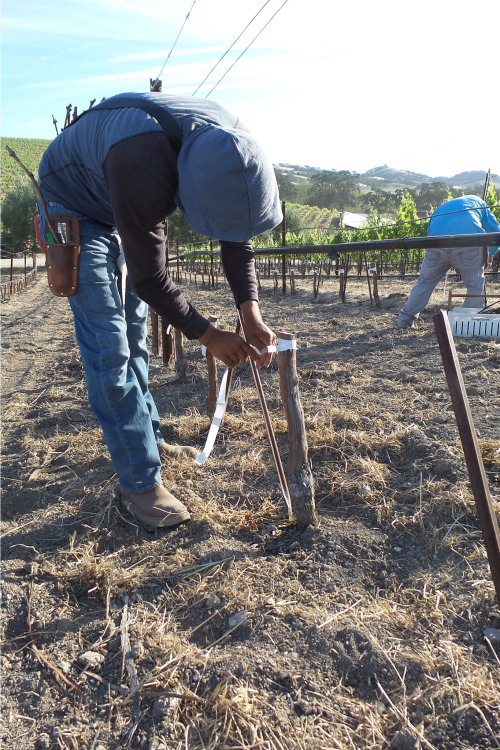 Step 3 graft and wrap