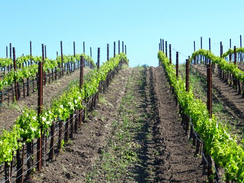 Grenache blanc rows in May