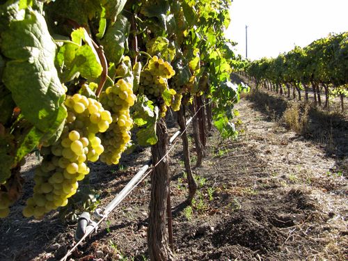 Grenache Blanc ready for harvest