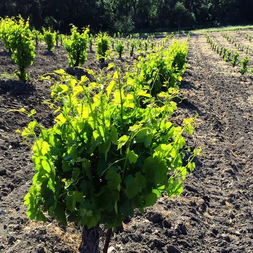 Scruffy Grenache vine