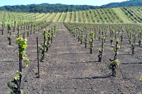 Spaded area in Tannat