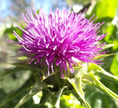 Thistle