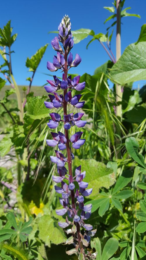 Lupine