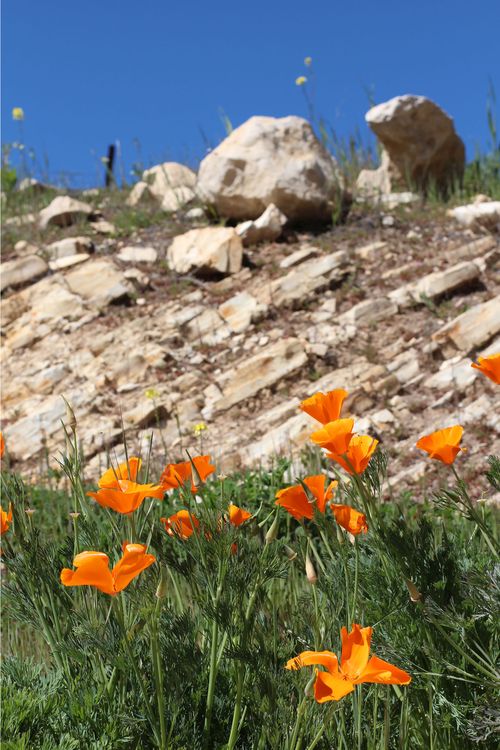 Poppies limestone and deep blue sky