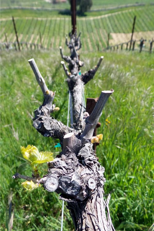 Budding Grenache Blanc