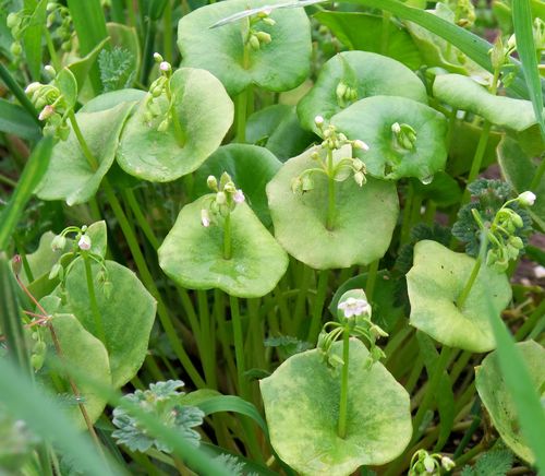 Miner's Lettuce