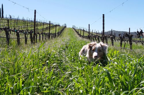 Sadie in the cover crop