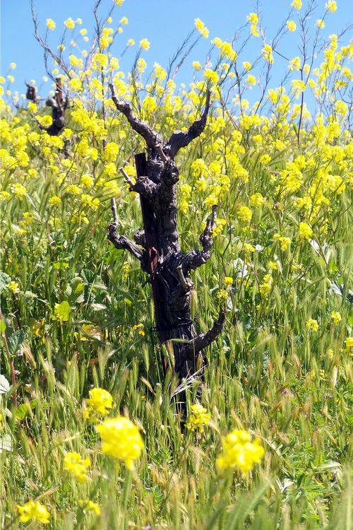 Mourvedre in Mustard