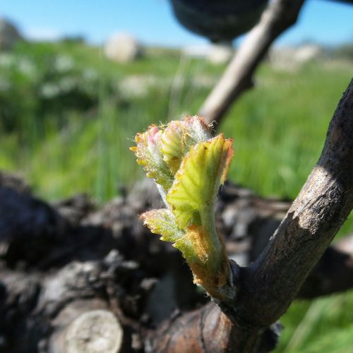 Budbreak 2016 - 1