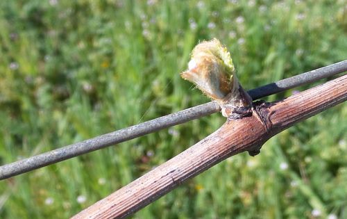 Budbreak 2016 - 2