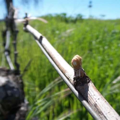 Budbreak 2016 - 3