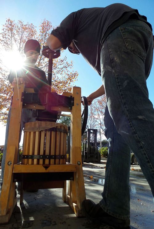 Pressing Quinces Pressing Quinces