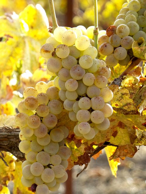 Roussanne Clusters