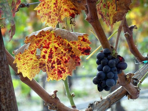 Mourvedre colors_med