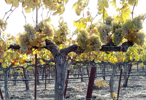 Roussanne banner_mid