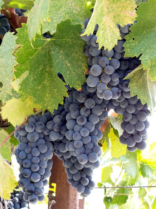 Mourvedre on the vine