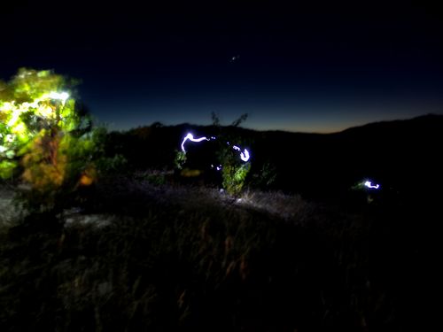 Head Trained Sunrise