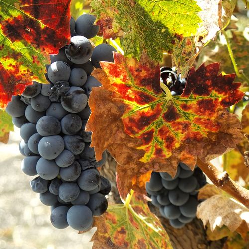 Mourvedre with autumn colors Sept 2015
