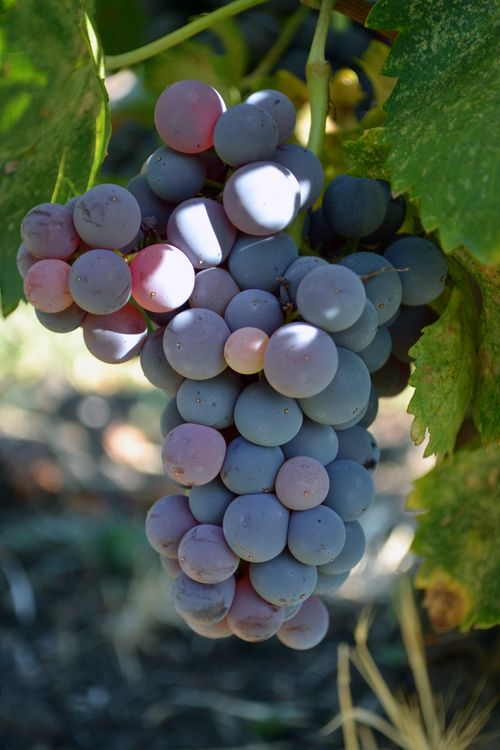 Grenache