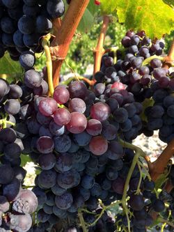 Scruffy Grenache